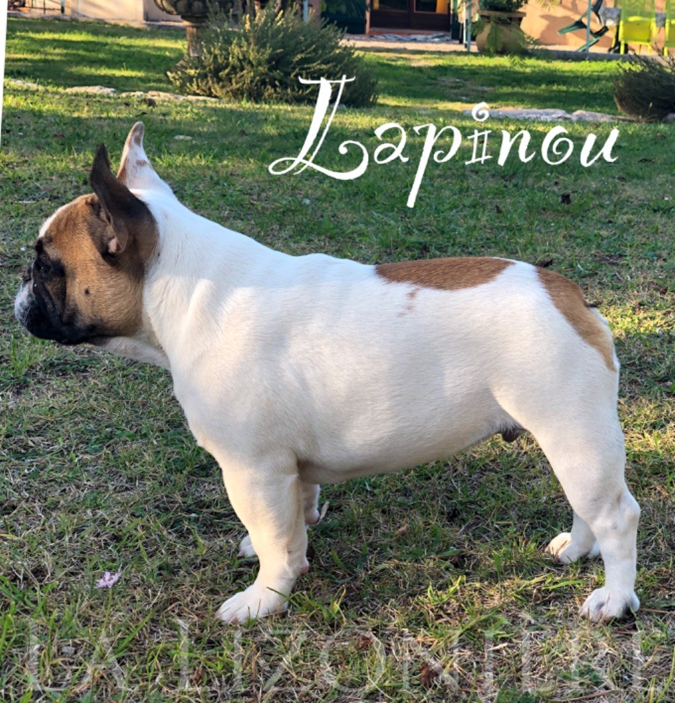 Seraphin lapin 1er de La Lizonière