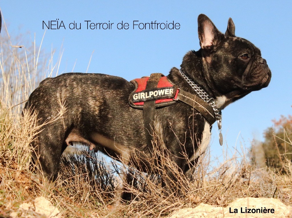 Neïa du Terroir de fontfroide