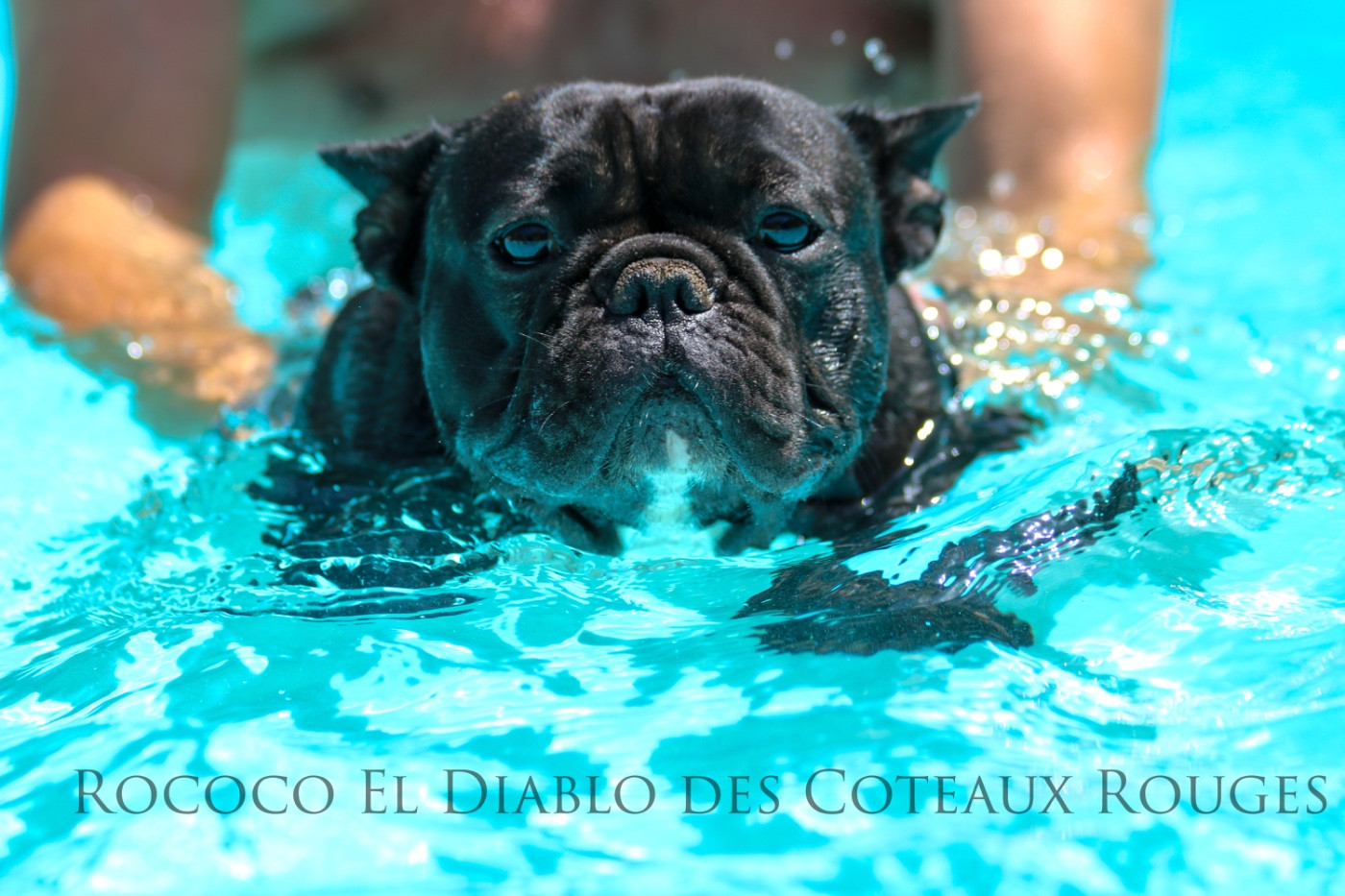 Nos chiens, nos derniers instants 2025 et 2026