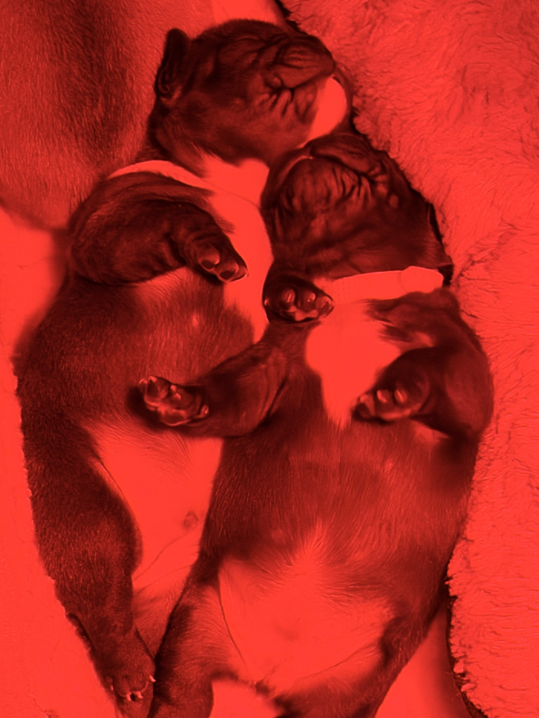 Chiot Bouledogue français de La Lizonière