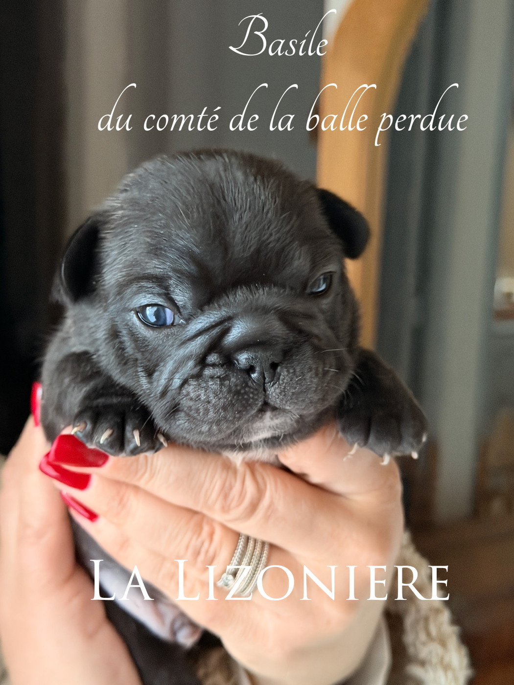 de La Lizonière - Chiots disponibles - Bouledogue français