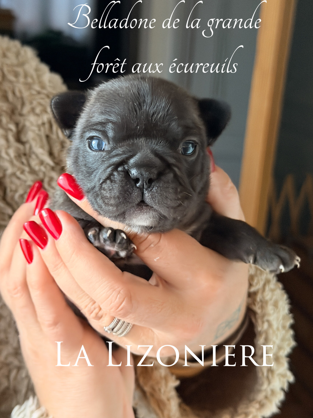 de La Lizonière - Chiots disponibles - Bouledogue français