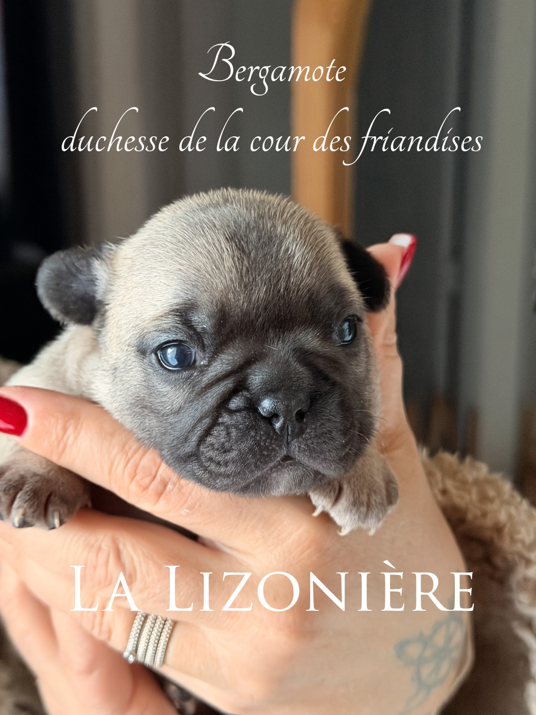 de La Lizonière - Chiots disponibles - Bouledogue français