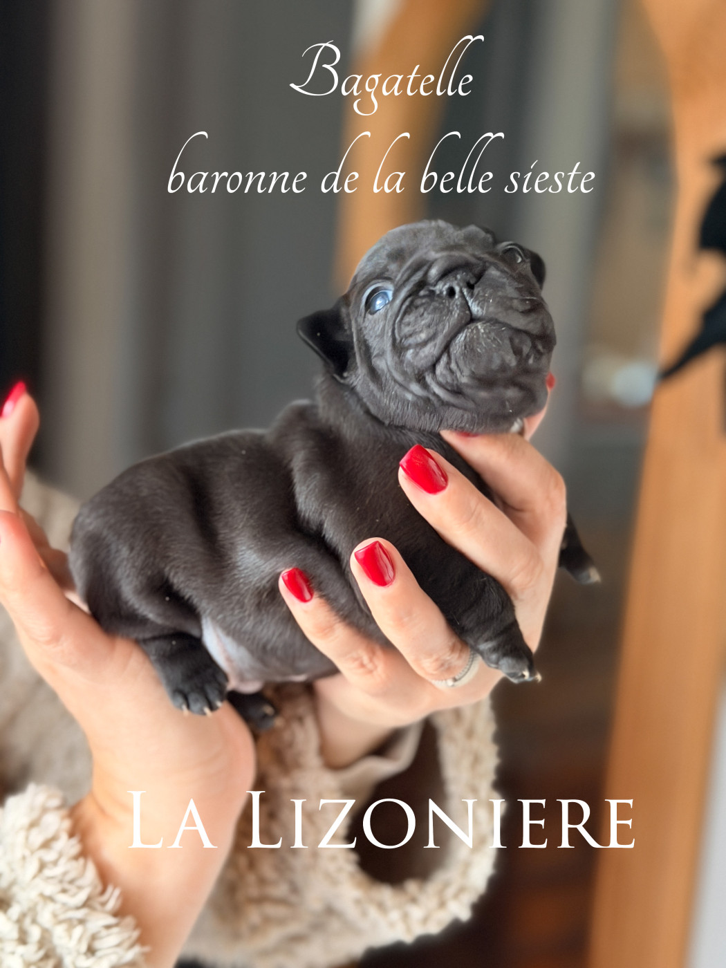 de La Lizonière - Chiots disponibles - Bouledogue français